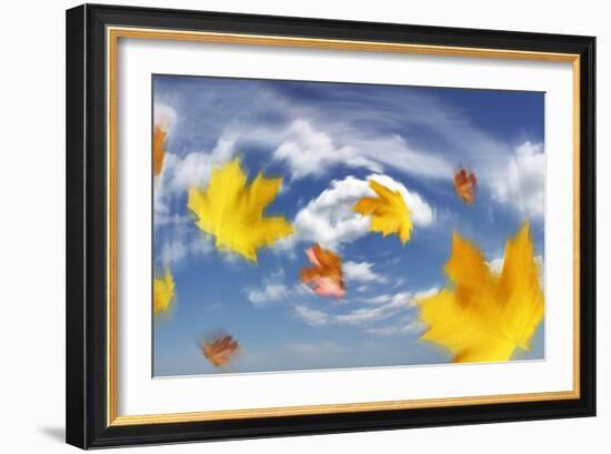 Autumn Leaves Blowing In the Wind-Tony Craddock-Framed Photographic Print