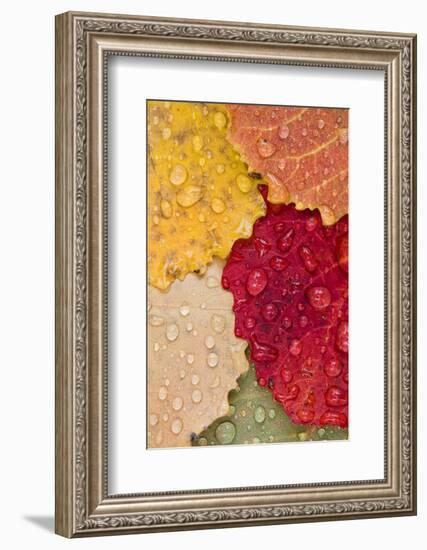 Autumn Leaves, Drops of Water, Close-Up-Rainer Mirau-Framed Photographic Print