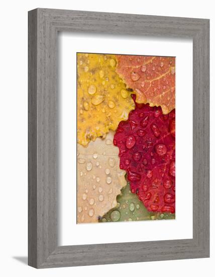 Autumn Leaves, Drops of Water, Close-Up-Rainer Mirau-Framed Photographic Print