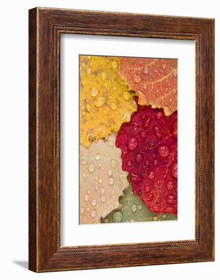 Autumn Leaves, Drops of Water, Close-Up-Rainer Mirau-Framed Photographic Print