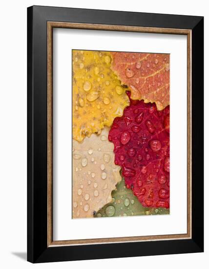 Autumn Leaves, Drops of Water, Close-Up-Rainer Mirau-Framed Photographic Print