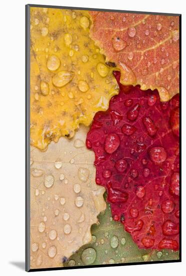 Autumn Leaves, Drops of Water, Close-Up-Rainer Mirau-Mounted Photographic Print