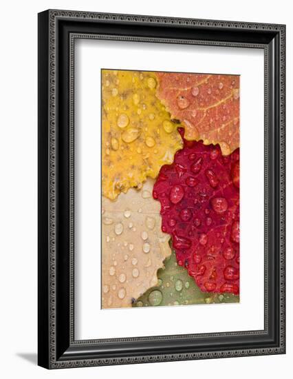 Autumn Leaves, Drops of Water, Close-Up-Rainer Mirau-Framed Photographic Print