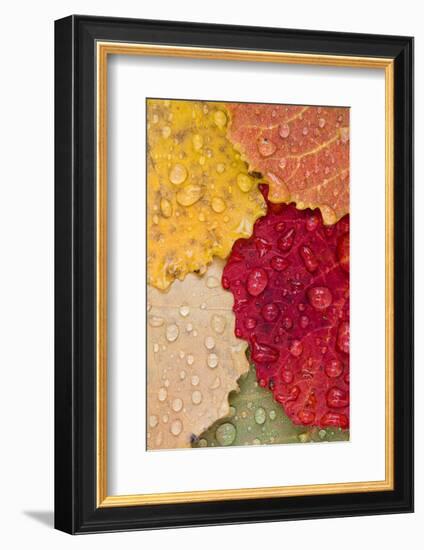 Autumn Leaves, Drops of Water, Close-Up-Rainer Mirau-Framed Photographic Print