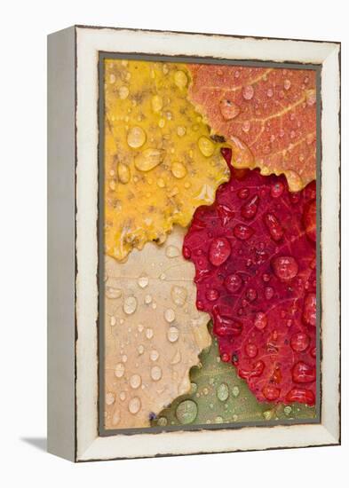 Autumn Leaves, Drops of Water, Close-Up-Rainer Mirau-Framed Premier Image Canvas