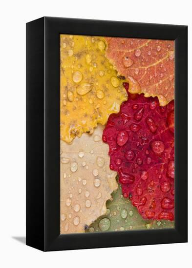 Autumn Leaves, Drops of Water, Close-Up-Rainer Mirau-Framed Premier Image Canvas