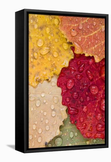 Autumn Leaves, Drops of Water, Close-Up-Rainer Mirau-Framed Premier Image Canvas