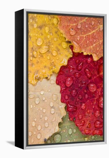 Autumn Leaves, Drops of Water, Close-Up-Rainer Mirau-Framed Premier Image Canvas