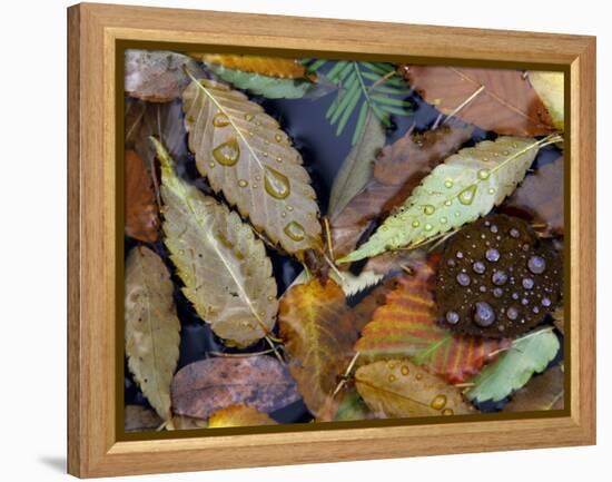 Autumn Leaves Float in a Pond at the Japanese Garden of Portland, Oregon, Tuesday, October 24, 2006-Rick Bowmer-Framed Premier Image Canvas