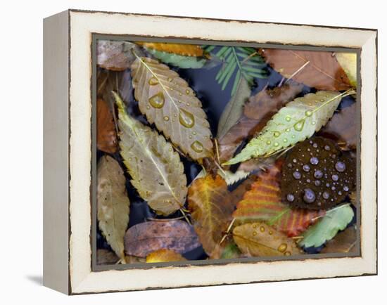 Autumn Leaves Float in a Pond at the Japanese Garden of Portland, Oregon, Tuesday, October 24, 2006-Rick Bowmer-Framed Premier Image Canvas