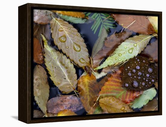Autumn Leaves Float in a Pond at the Japanese Garden of Portland, Oregon, Tuesday, October 24, 2006-Rick Bowmer-Framed Premier Image Canvas