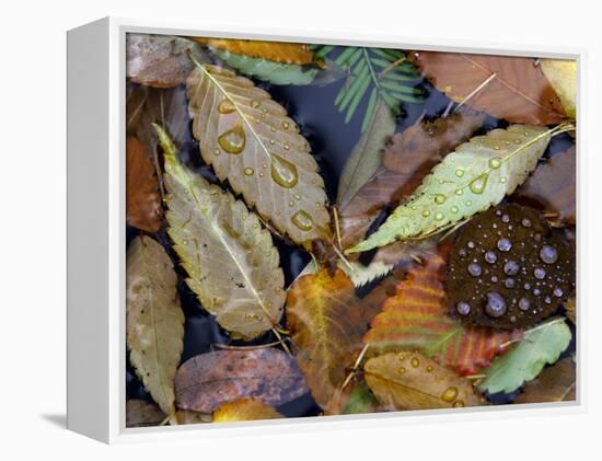 Autumn Leaves Float in a Pond at the Japanese Garden of Portland, Oregon, Tuesday, October 24, 2006-Rick Bowmer-Framed Premier Image Canvas