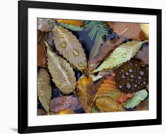 Autumn Leaves Float in a Pond at the Japanese Garden of Portland, Oregon, Tuesday, October 24, 2006-Rick Bowmer-Framed Premium Photographic Print