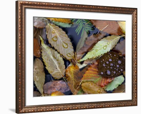 Autumn Leaves Float in a Pond at the Japanese Garden of Portland, Oregon, Tuesday, October 24, 2006-Rick Bowmer-Framed Premium Photographic Print