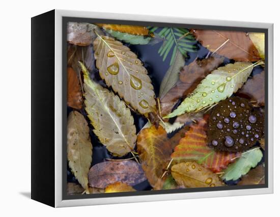 Autumn Leaves Float in a Pond at the Japanese Garden of Portland, Oregon, Tuesday, October 24, 2006-Rick Bowmer-Framed Premier Image Canvas