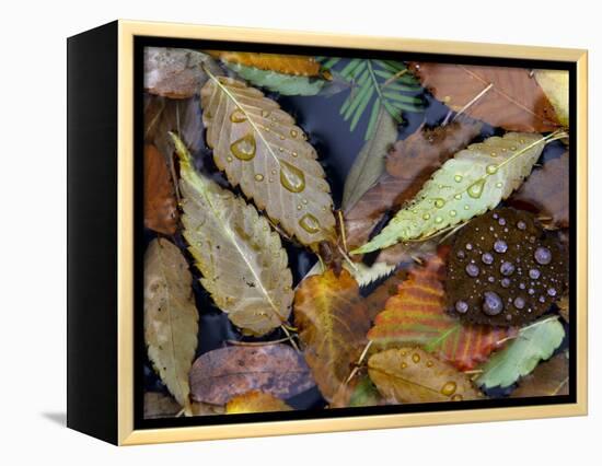 Autumn Leaves Float in a Pond at the Japanese Garden of Portland, Oregon, Tuesday, October 24, 2006-Rick Bowmer-Framed Premier Image Canvas