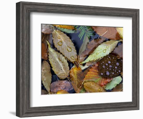 Autumn Leaves Float in a Pond at the Japanese Garden of Portland, Oregon, Tuesday, October 24, 2006-Rick Bowmer-Framed Photographic Print