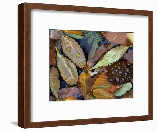 Autumn Leaves Float in a Pond at the Japanese Garden of Portland, Oregon, Tuesday, October 24, 2006-Rick Bowmer-Framed Photographic Print