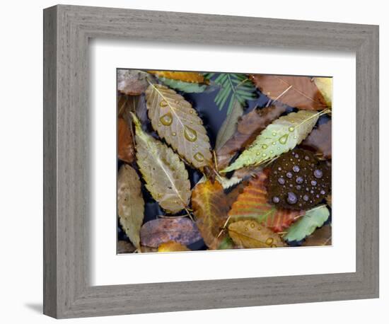 Autumn Leaves Float in a Pond at the Japanese Garden of Portland, Oregon, Tuesday, October 24, 2006-Rick Bowmer-Framed Photographic Print