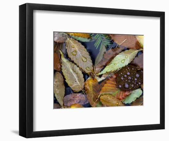 Autumn Leaves Float in a Pond at the Japanese Garden of Portland, Oregon, Tuesday, October 24, 2006-Rick Bowmer-Framed Photographic Print