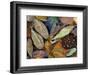 Autumn Leaves Float in a Pond at the Japanese Garden of Portland, Oregon, Tuesday, October 24, 2006-Rick Bowmer-Framed Photographic Print