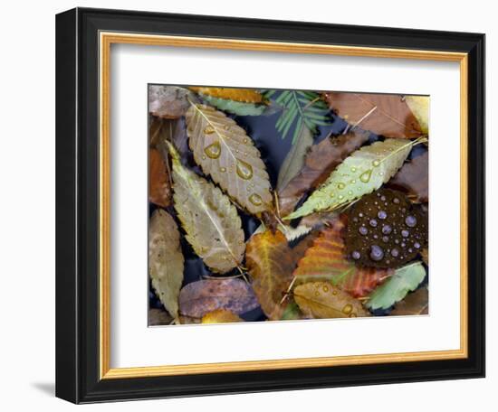 Autumn Leaves Float in a Pond at the Japanese Garden of Portland, Oregon, Tuesday, October 24, 2006-Rick Bowmer-Framed Photographic Print