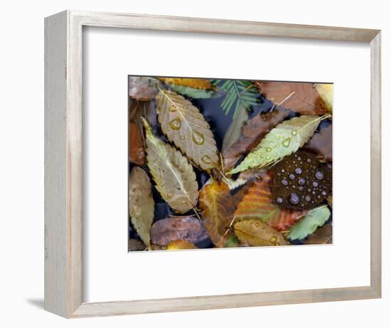 Autumn Leaves Float in a Pond at the Japanese Garden of Portland, Oregon, Tuesday, October 24, 2006-Rick Bowmer-Framed Photographic Print