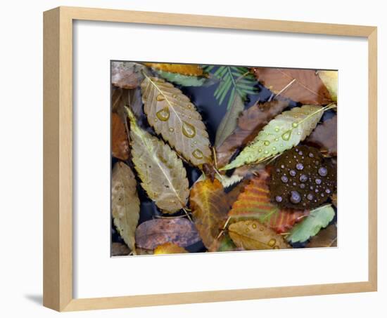 Autumn Leaves Float in a Pond at the Japanese Garden of Portland, Oregon, Tuesday, October 24, 2006-Rick Bowmer-Framed Photographic Print