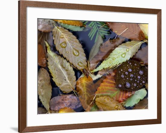 Autumn Leaves Float in a Pond at the Japanese Garden of Portland, Oregon, Tuesday, October 24, 2006-Rick Bowmer-Framed Photographic Print