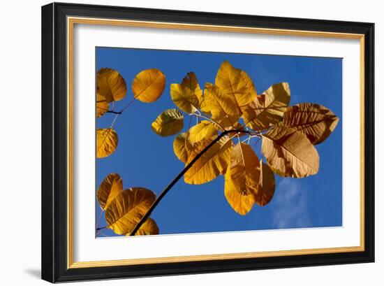 Autumn leaves glow against blue sky-Charles Bowman-Framed Photographic Print