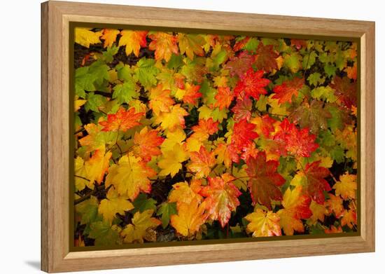 Autumn leaves in close-up, Portland, Oregon, USA-Panoramic Images-Framed Premier Image Canvas