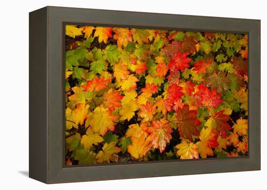 Autumn leaves in close-up, Portland, Oregon, USA-Panoramic Images-Framed Premier Image Canvas