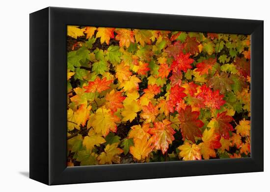 Autumn leaves in close-up, Portland, Oregon, USA-Panoramic Images-Framed Premier Image Canvas