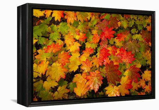 Autumn leaves in close-up, Portland, Oregon, USA-Panoramic Images-Framed Premier Image Canvas