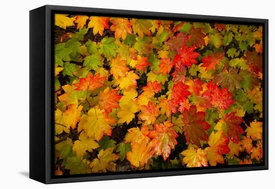 Autumn leaves in close-up, Portland, Oregon, USA-Panoramic Images-Framed Premier Image Canvas