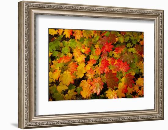 Autumn leaves in close-up, Portland, Oregon, USA-Panoramic Images-Framed Photographic Print