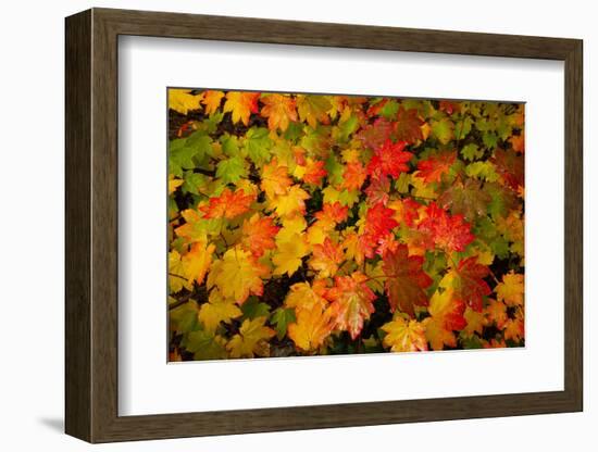 Autumn leaves in close-up, Portland, Oregon, USA-Panoramic Images-Framed Photographic Print