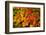 Autumn leaves in close-up, Portland, Oregon, USA-Panoramic Images-Framed Photographic Print