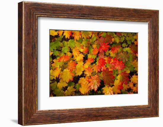 Autumn leaves in close-up, Portland, Oregon, USA-Panoramic Images-Framed Photographic Print