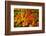 Autumn leaves in close-up, Portland, Oregon, USA-Panoramic Images-Framed Photographic Print