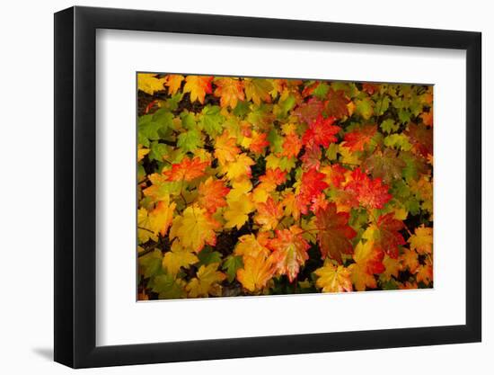 Autumn leaves in close-up, Portland, Oregon, USA-Panoramic Images-Framed Photographic Print