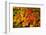 Autumn leaves in close-up, Portland, Oregon, USA-Panoramic Images-Framed Photographic Print