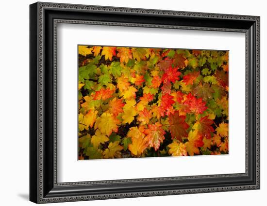 Autumn leaves in close-up, Portland, Oregon, USA-Panoramic Images-Framed Photographic Print