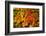 Autumn leaves in close-up, Portland, Oregon, USA-Panoramic Images-Framed Photographic Print