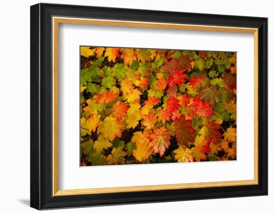 Autumn leaves in close-up, Portland, Oregon, USA-Panoramic Images-Framed Photographic Print