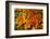 Autumn leaves in close-up, Portland, Oregon, USA-Panoramic Images-Framed Photographic Print