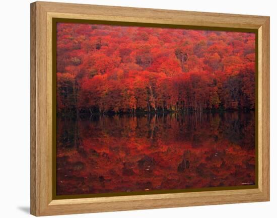 Autumn Leaves in Tutanuma-null-Framed Premier Image Canvas