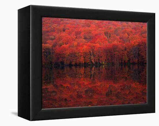 Autumn Leaves in Tutanuma-null-Framed Premier Image Canvas