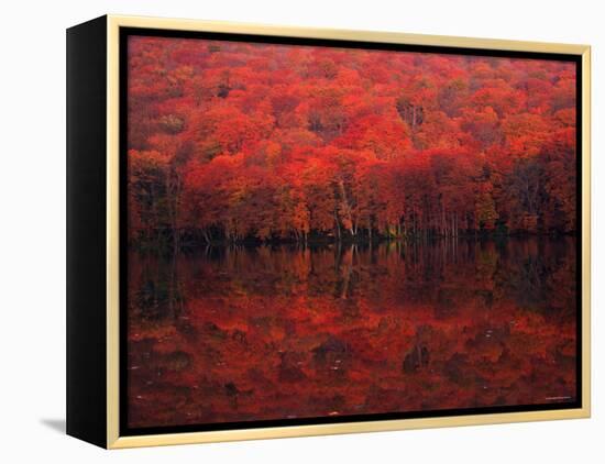 Autumn Leaves in Tutanuma-null-Framed Premier Image Canvas