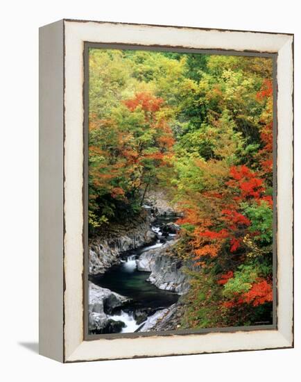 Autumn Leaves, Nakatsugawa, Fukushima, Japan-null-Framed Premier Image Canvas
